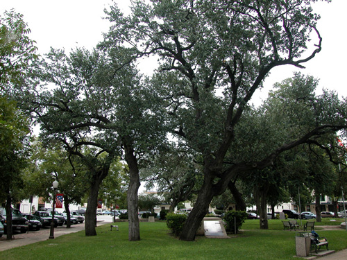 Whipping Oak-recent